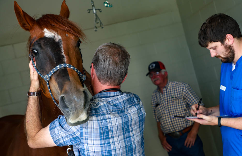 Horse with doctor in stall