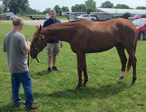 Dr. Wayne Browning evaluating a horse