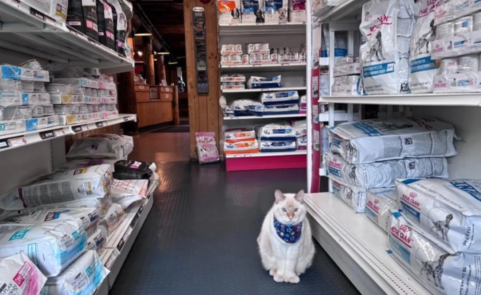 Cat in front of shelves of food Cat in front of shelves of food