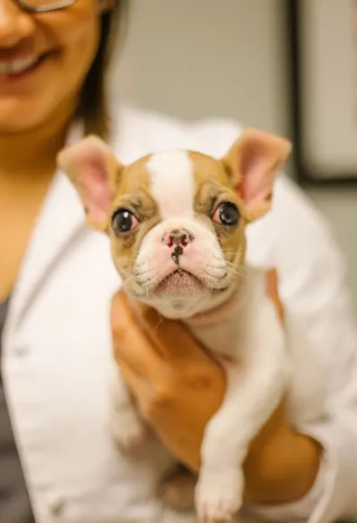 Tiny puppy. Tiny puppy.