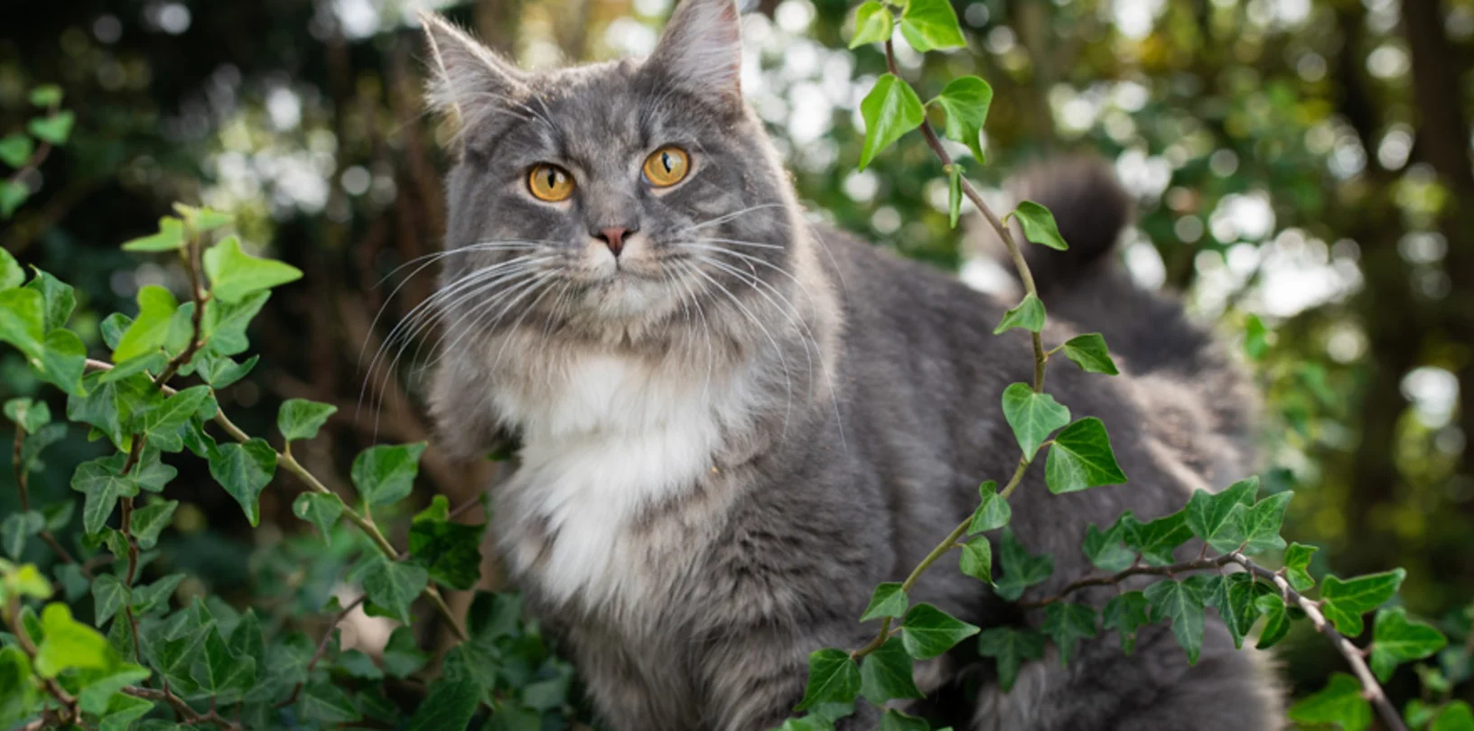 Gray Cat Outdoors in the Woods
