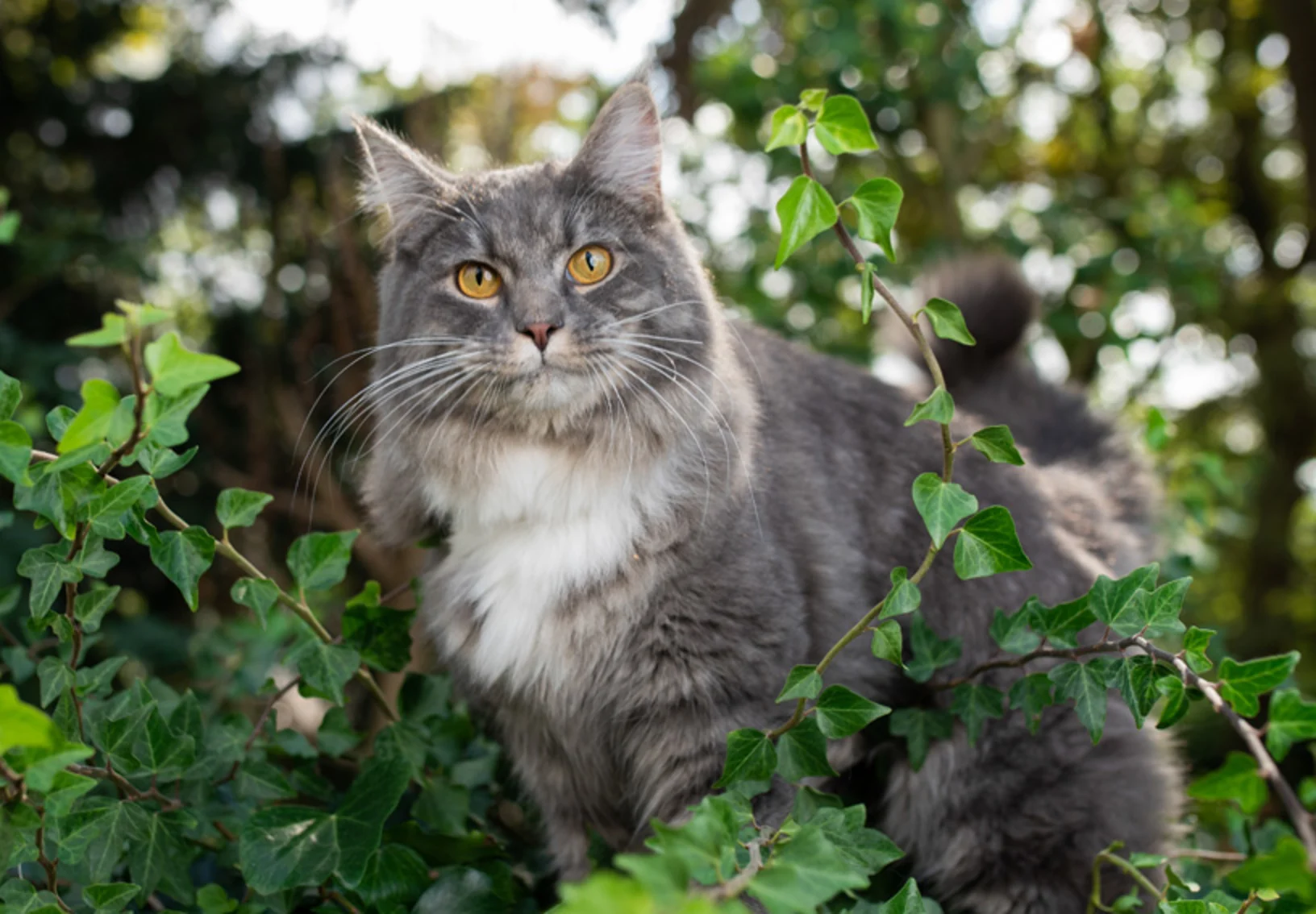 Gray Cat Outdoors in the Woods