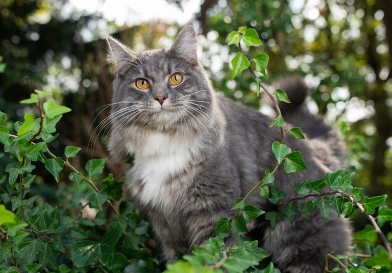 Gray Cat Outdoors in the Woods Gray Cat Outdoors in the Woods