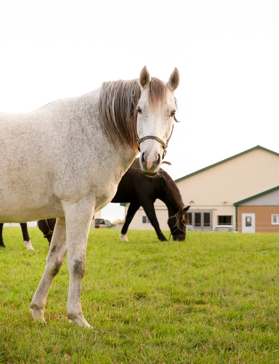 White horse in field at Russell Equine Veterinary Services