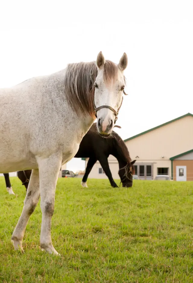 White horse in field at Russell Equine Veterinary Services White horse in field at Russell Equine Veterinary Services