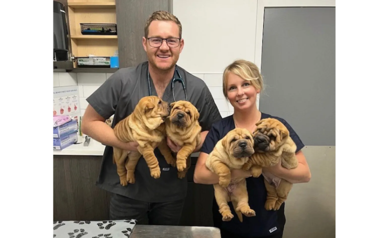 Two vets holding four dogs