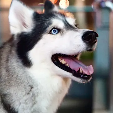 Husky Smiling Husky Smiling
