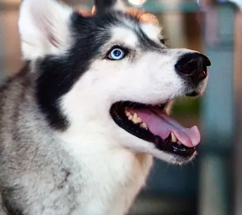 Husky Smiling Husky Smiling