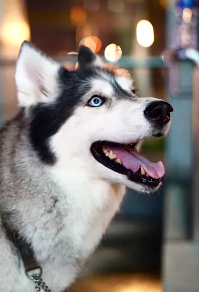 Husky Smiling