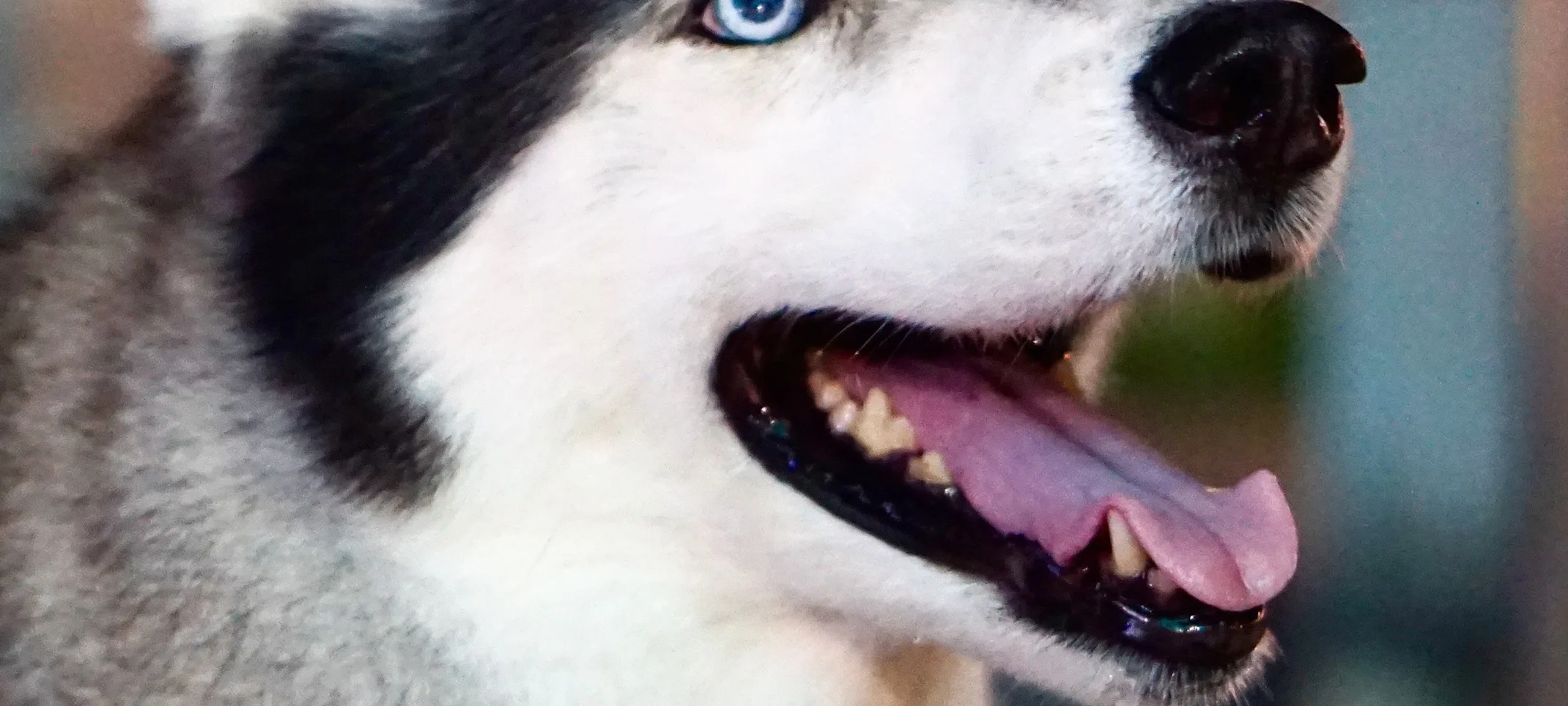 Husky Smiling Husky Smiling