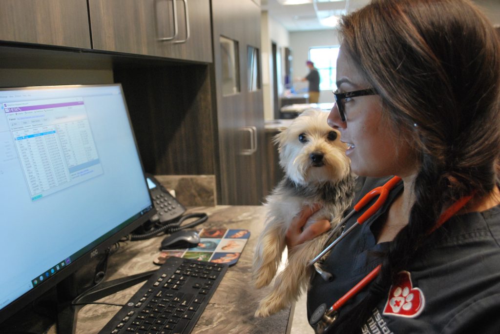 Puppy working with Veterinarian
