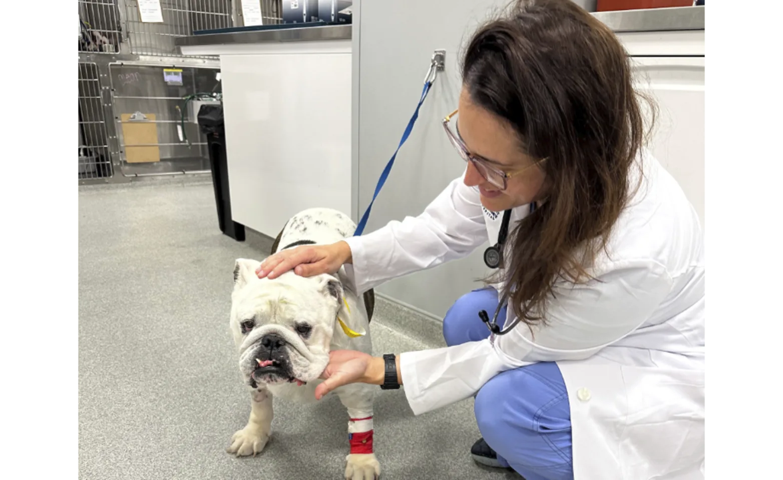 Veterinarian examining a dog Veterinarian examining a dog