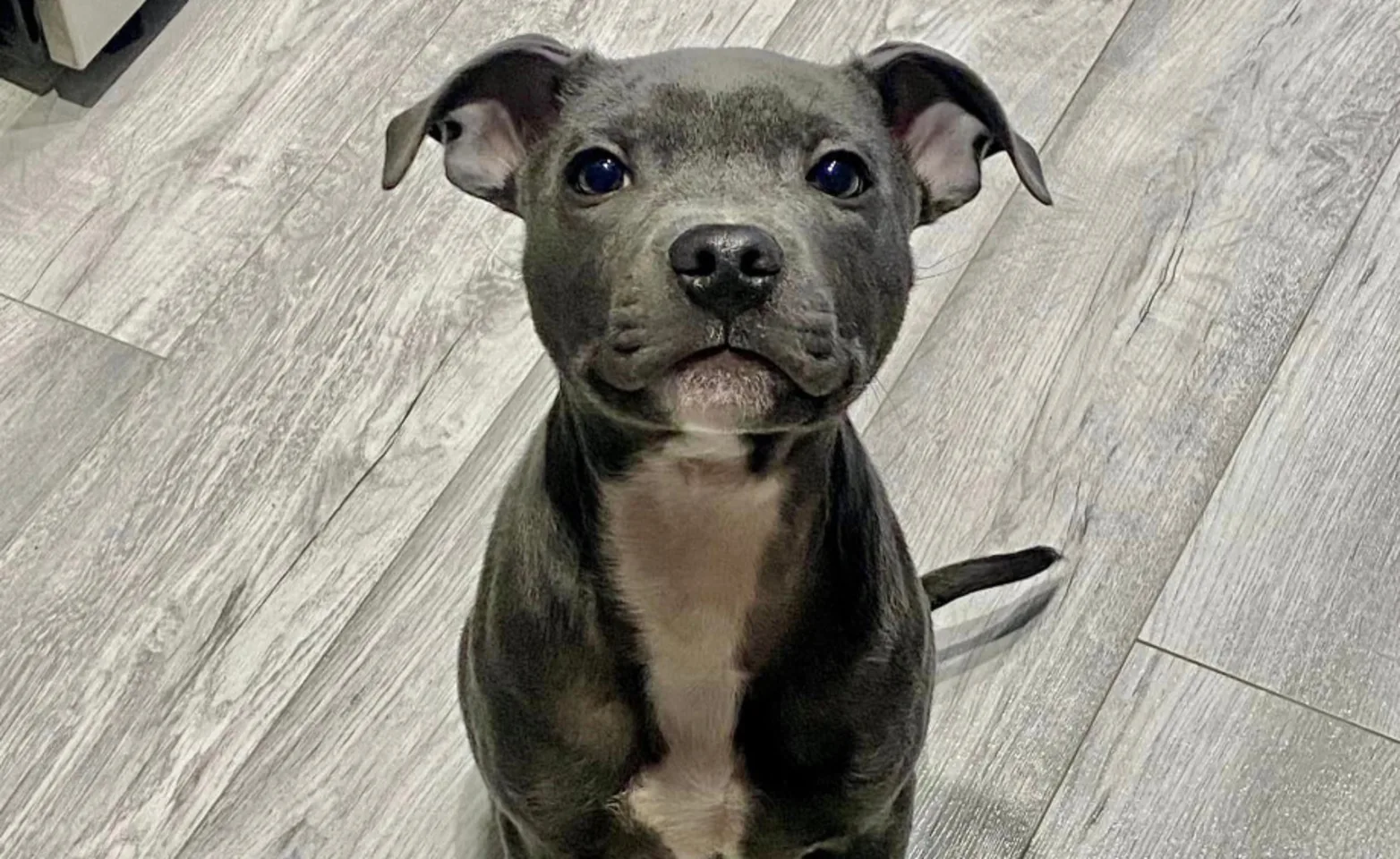 Gray and white Pitbull sitting and smiling