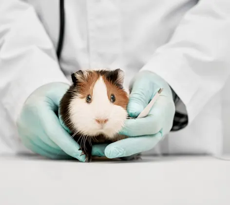 Guinea Pig held by vet