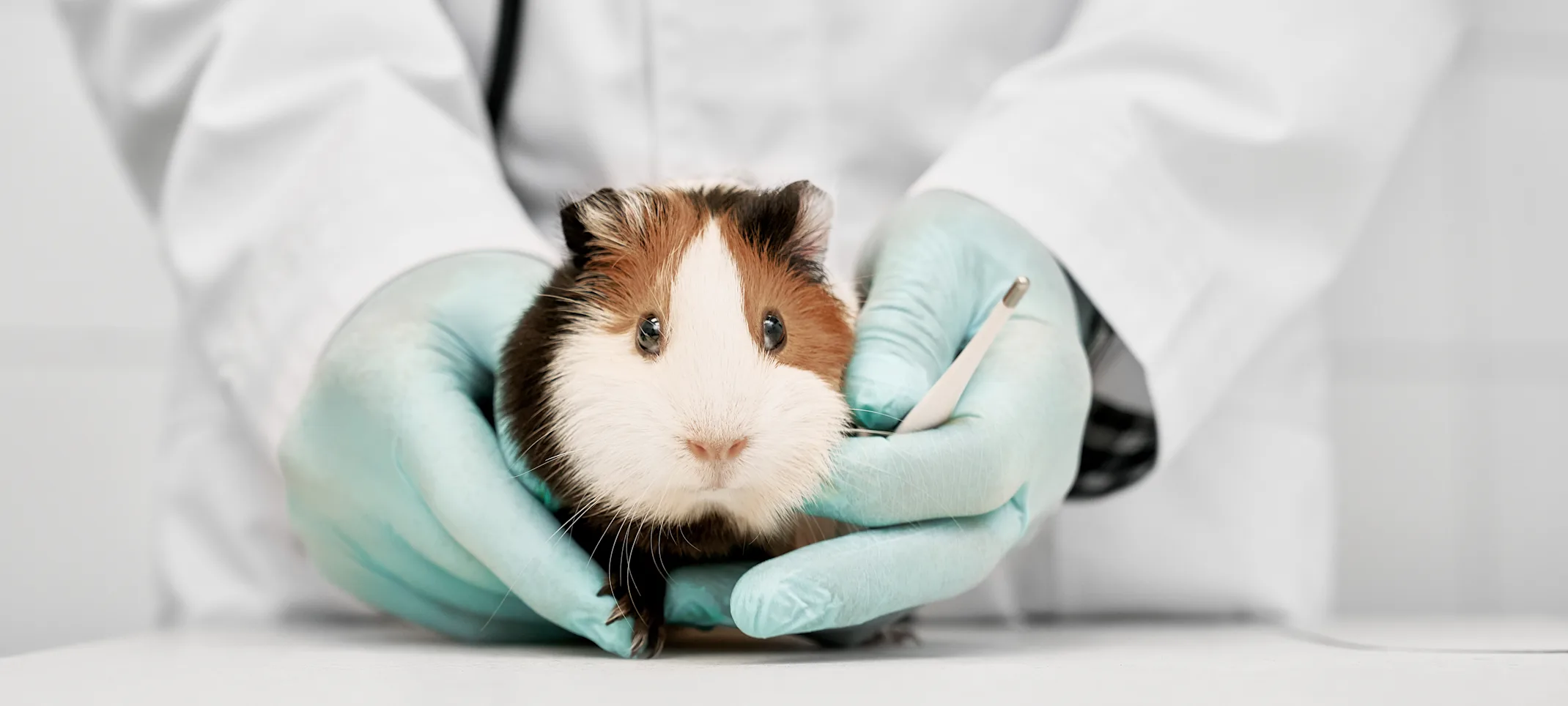 Guinea Pig held by vet