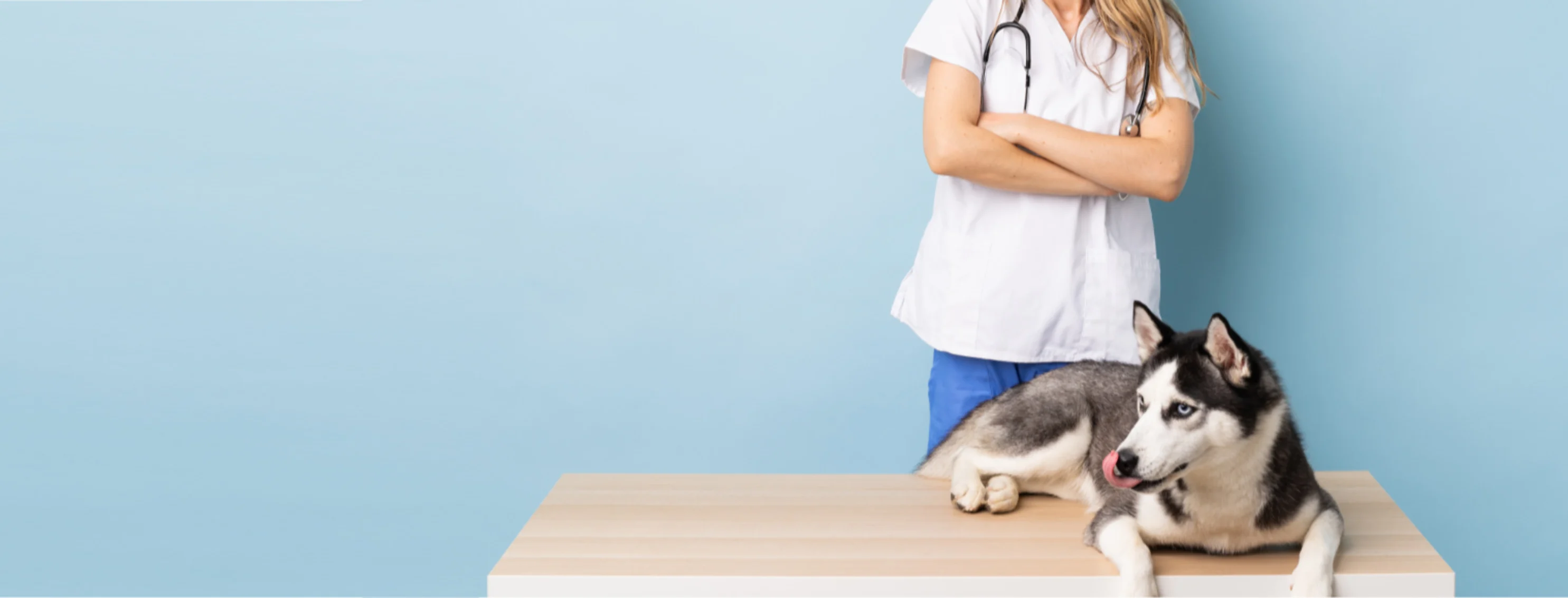 Veterinarian with Husky (Dog) Lying on a Wooden Exam Table
