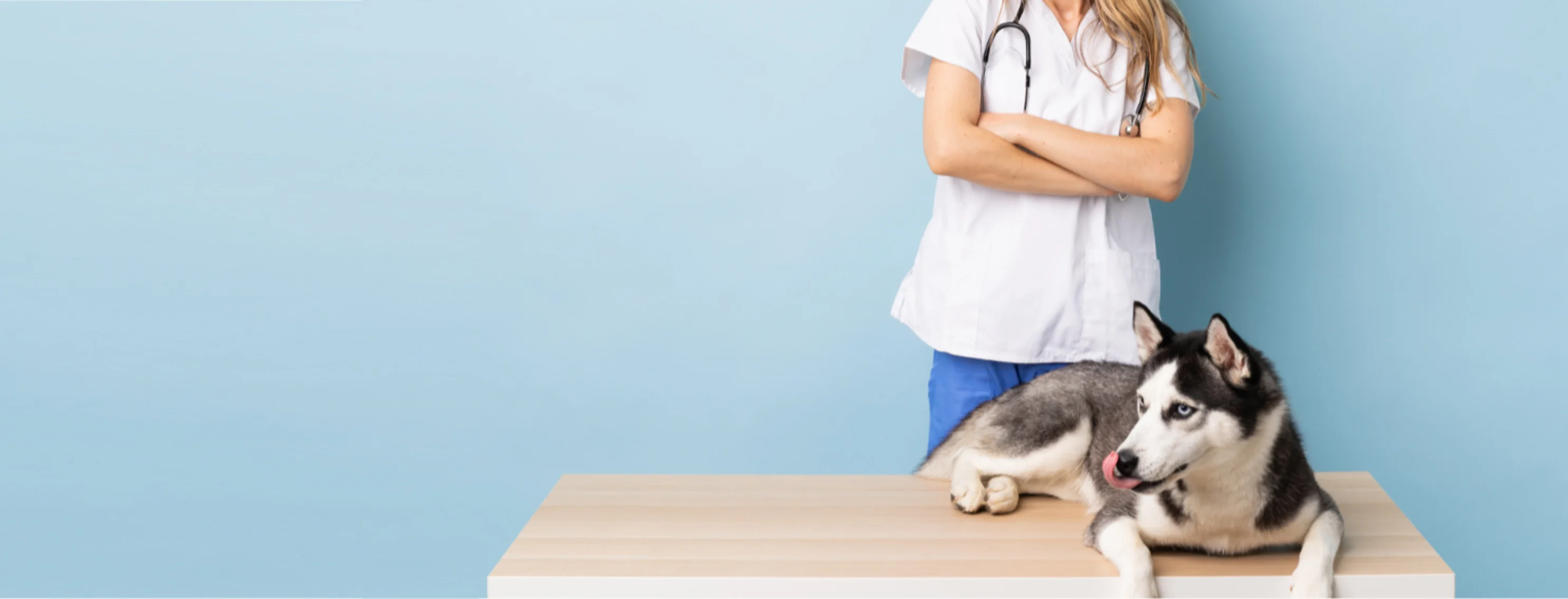 Veterinarian with Husky (Dog) Lying on a Wooden Exam Table Veterinarian with Husky (Dog) Lying on a Wooden Exam Table