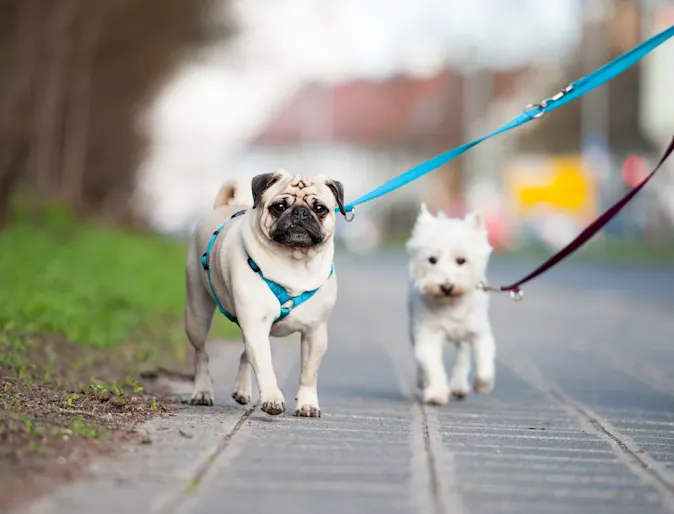 two dogs walking on pavement two dogs walking on pavement