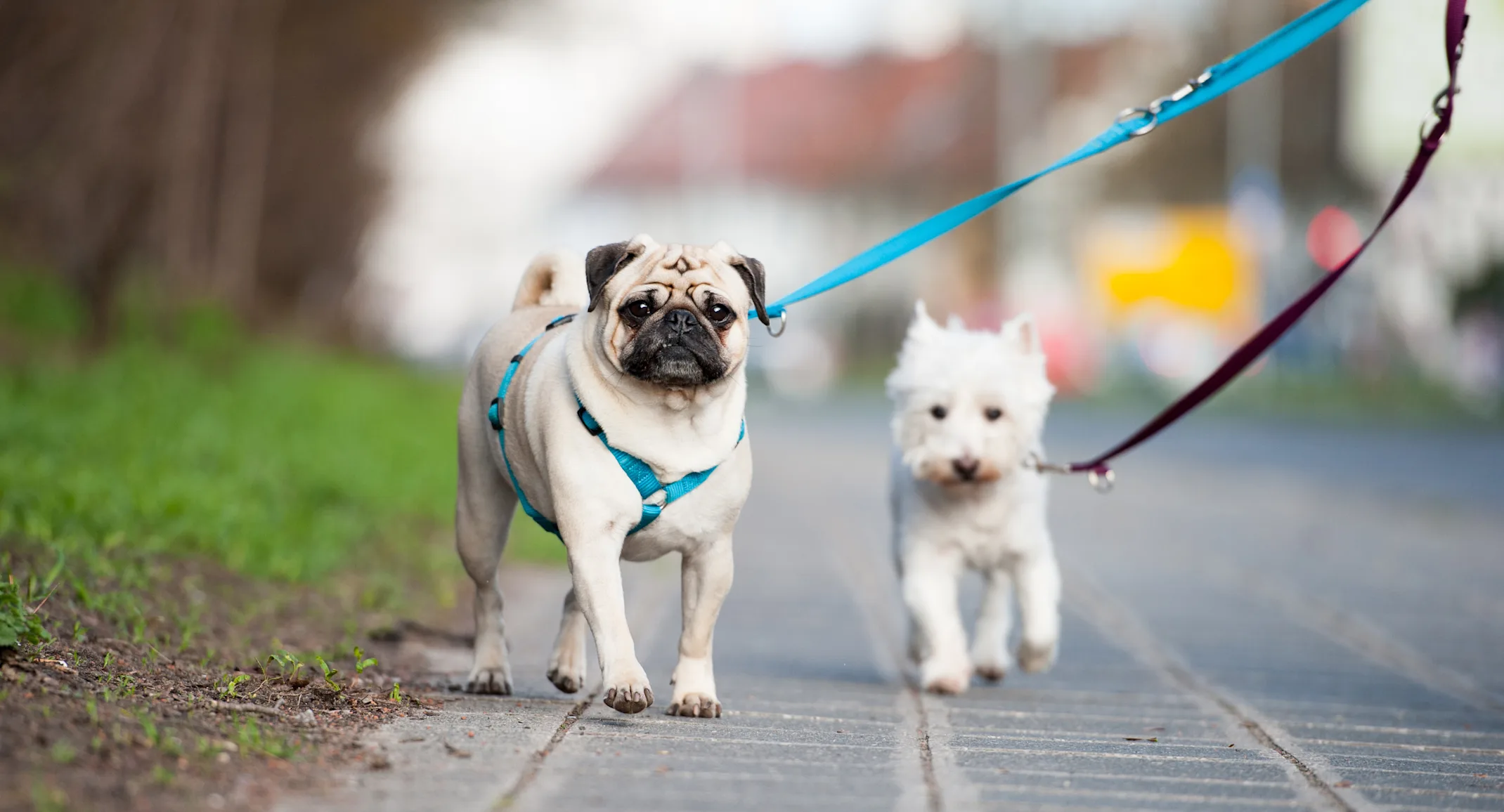 two dogs walking on pavement two dogs walking on pavement