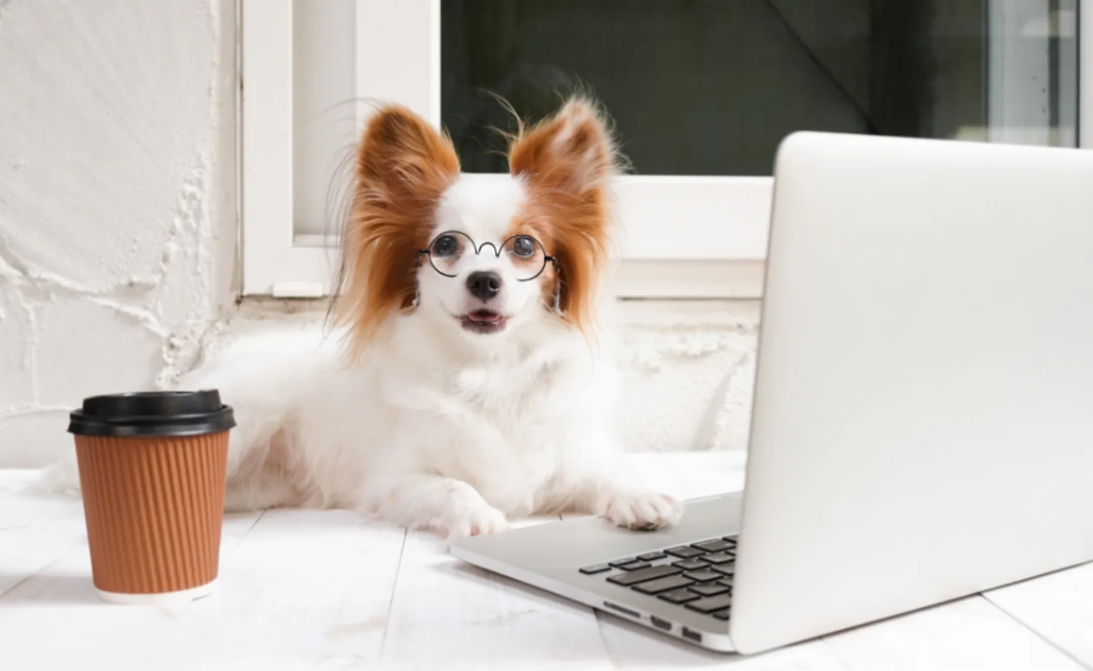 Small Dog Wearing Glasses Using Laptop Small Dog Wearing Glasses Using Laptop