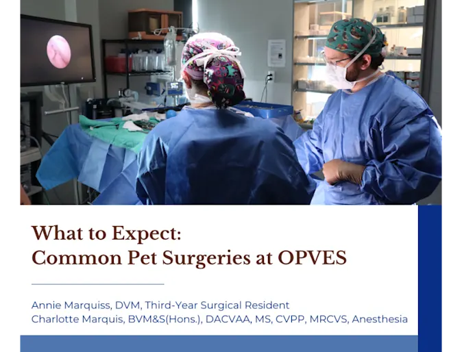 What to Expect: Common Pet Surgeries at OPVES What to Expect: Common Pet Surgeries at OPVES