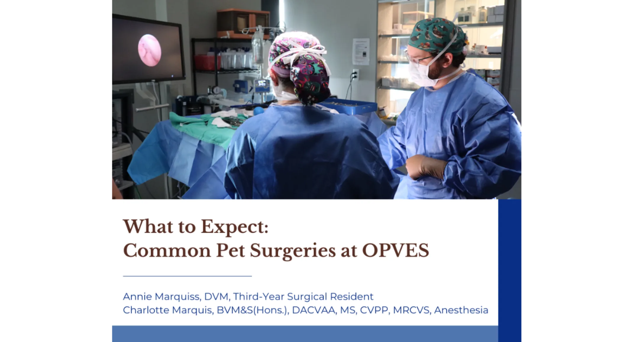 What to Expect: Common Pet Surgeries at OPVES What to Expect: Common Pet Surgeries at OPVES