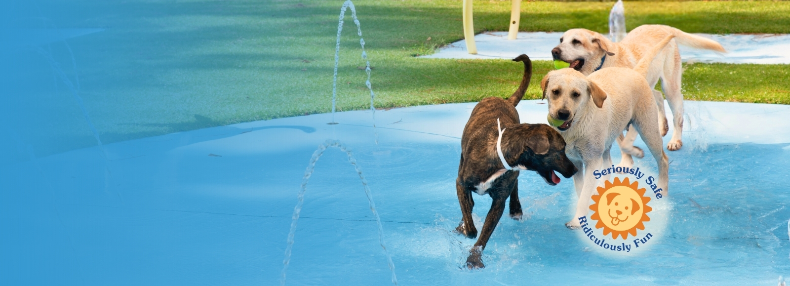 Dogs playing in water with tennis ball