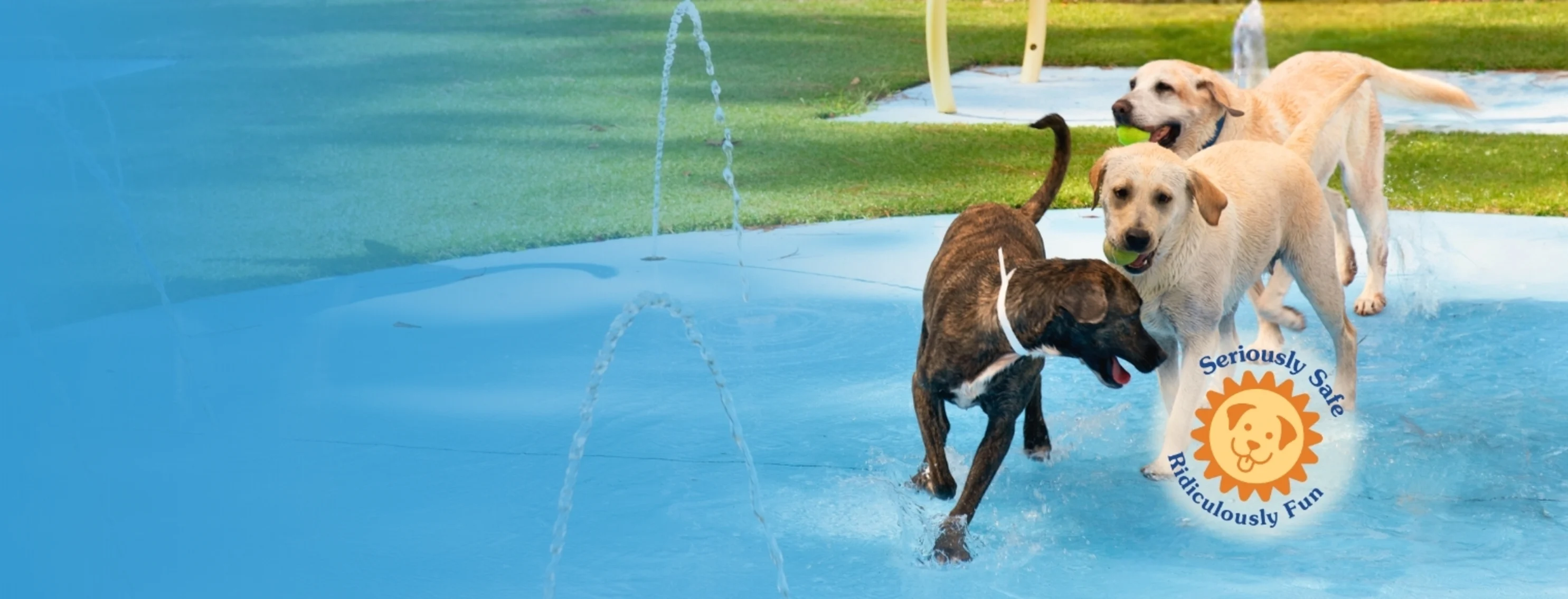 Dogs playing in water with tennis ball Dogs playing in water with tennis ball
