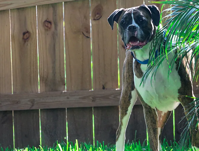 Dog in grass Dog in grass