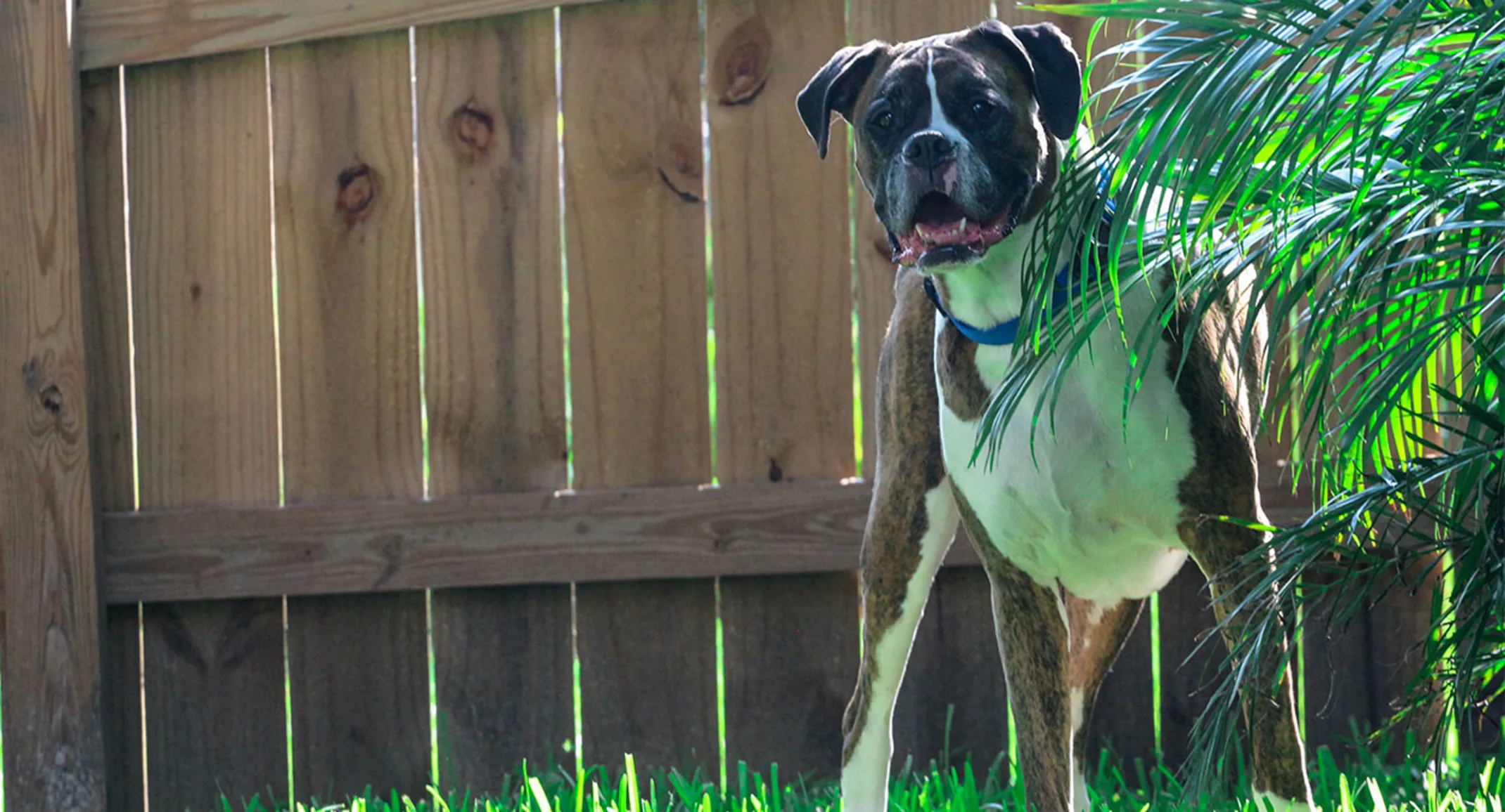Dog in grass Dog in grass