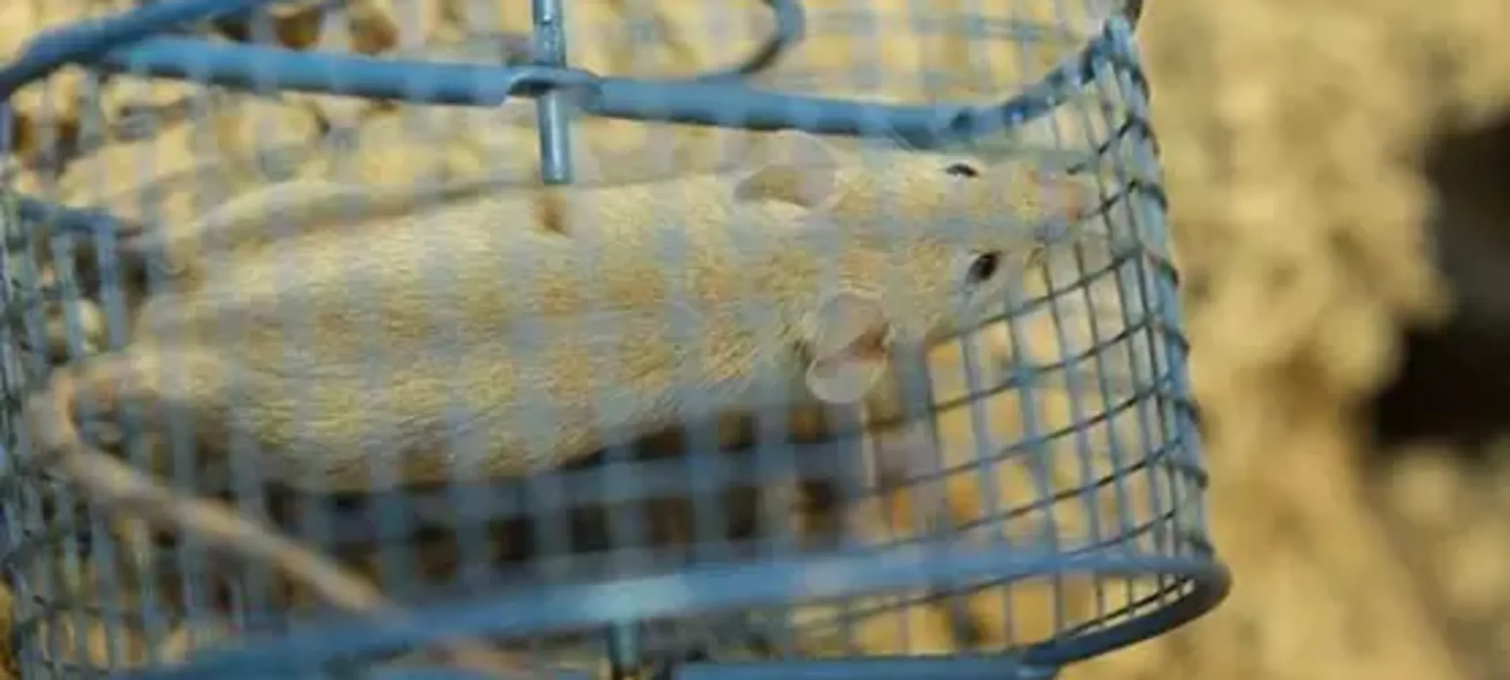 Paco, Mouse Paco, Mouse