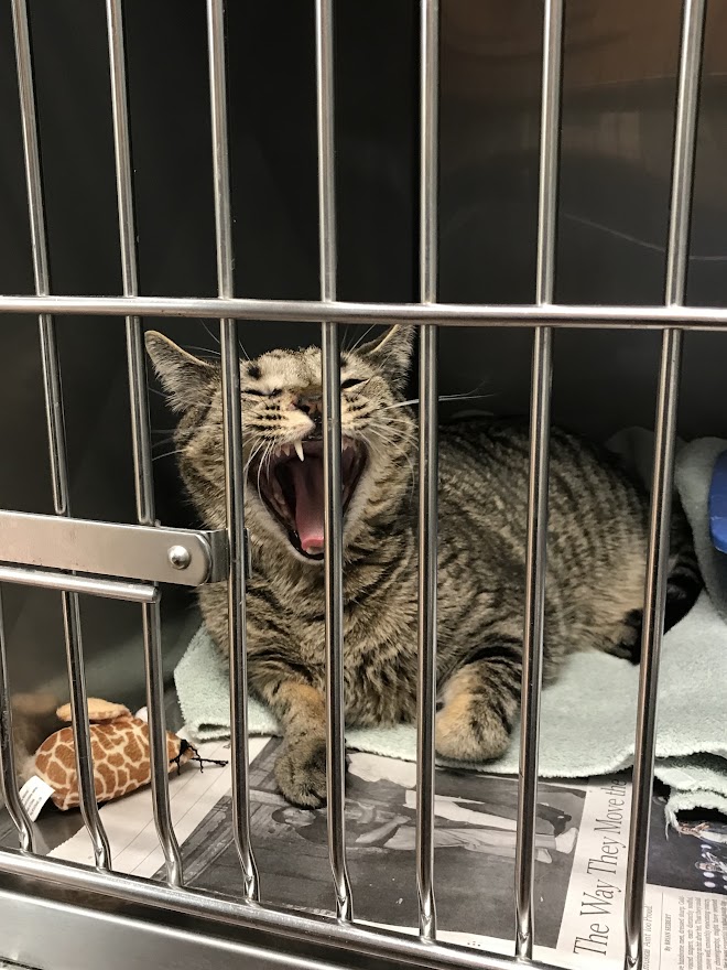 Brindle cat yawning in a crate