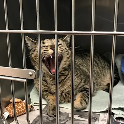 Brindle cat yawning in a crate Brindle cat yawning in a crate