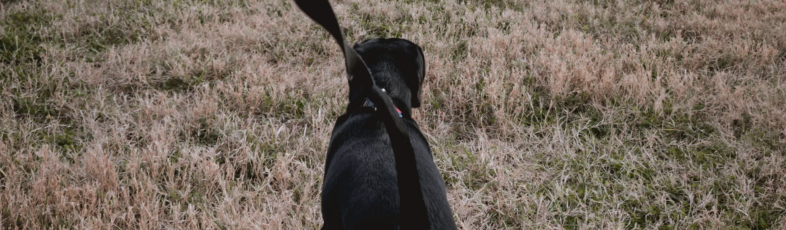 Man's hand showing him walking his dog on a leash in a field. Man's hand showing him walking his dog on a leash in a field.