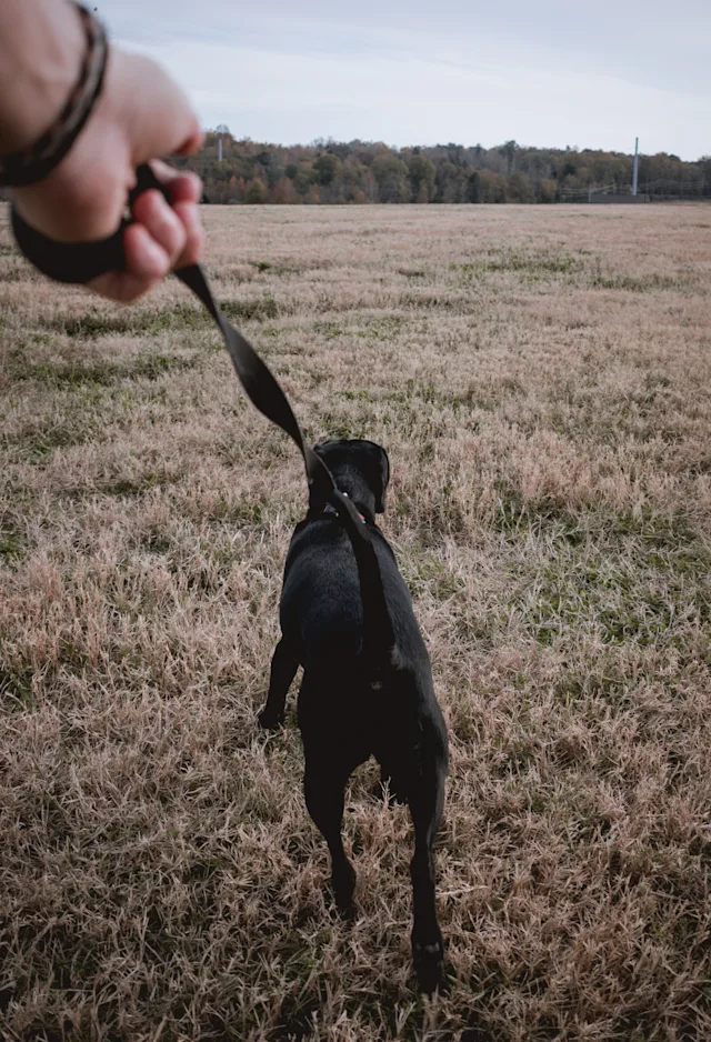 Man's hand showing him walking his dog on a leash in a field. Man's hand showing him walking his dog on a leash in a field.
