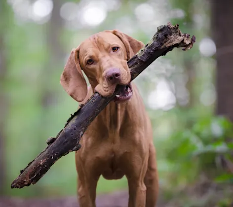 Dog with Stick in Forest Dog with Stick in Forest