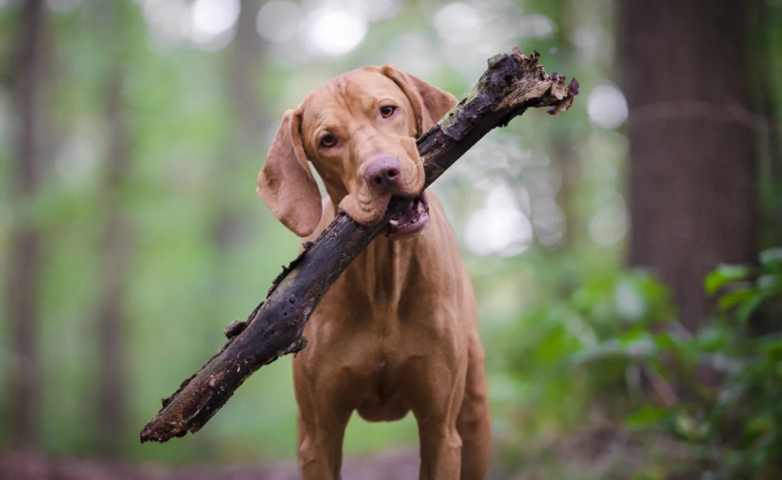 Dog with Stick in Forest