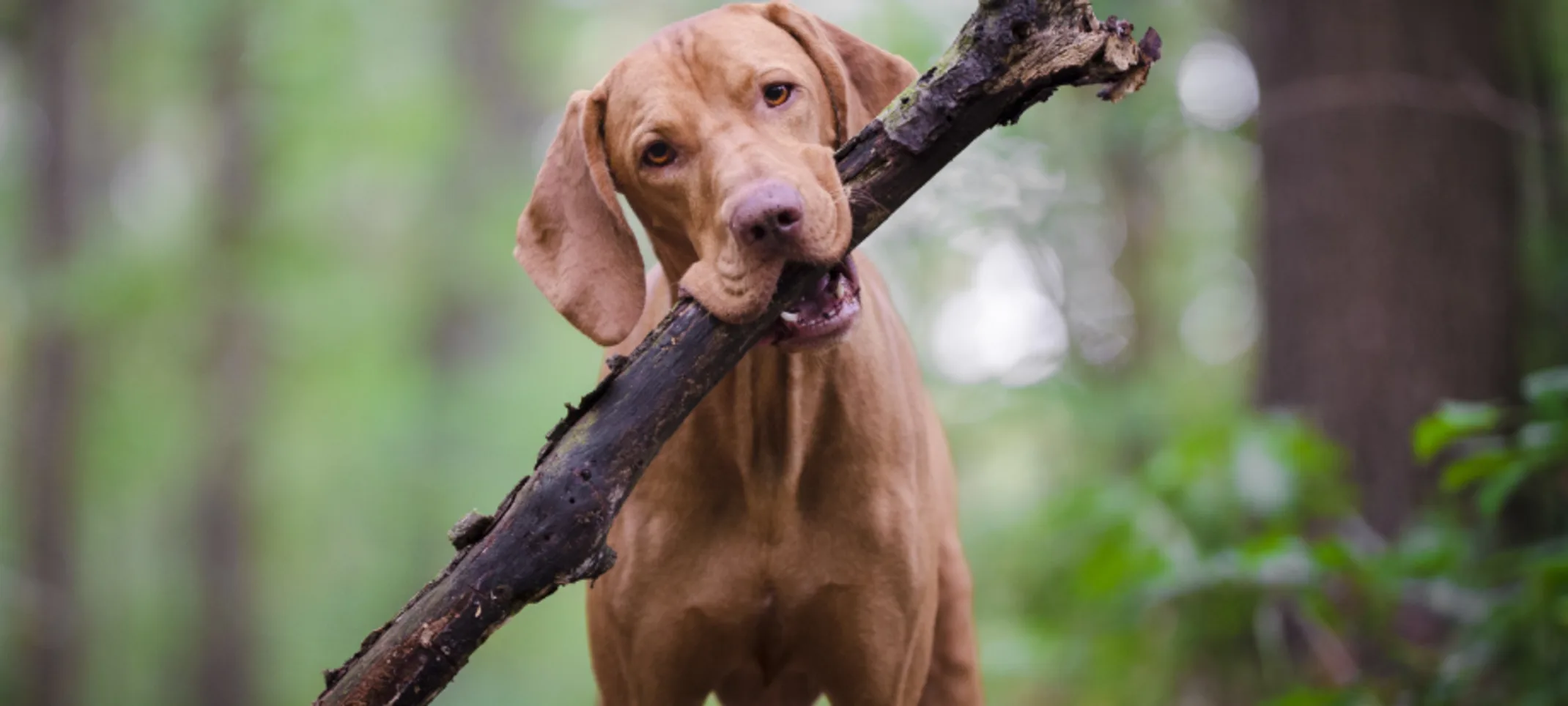 Dog with Stick in Forest Dog with Stick in Forest