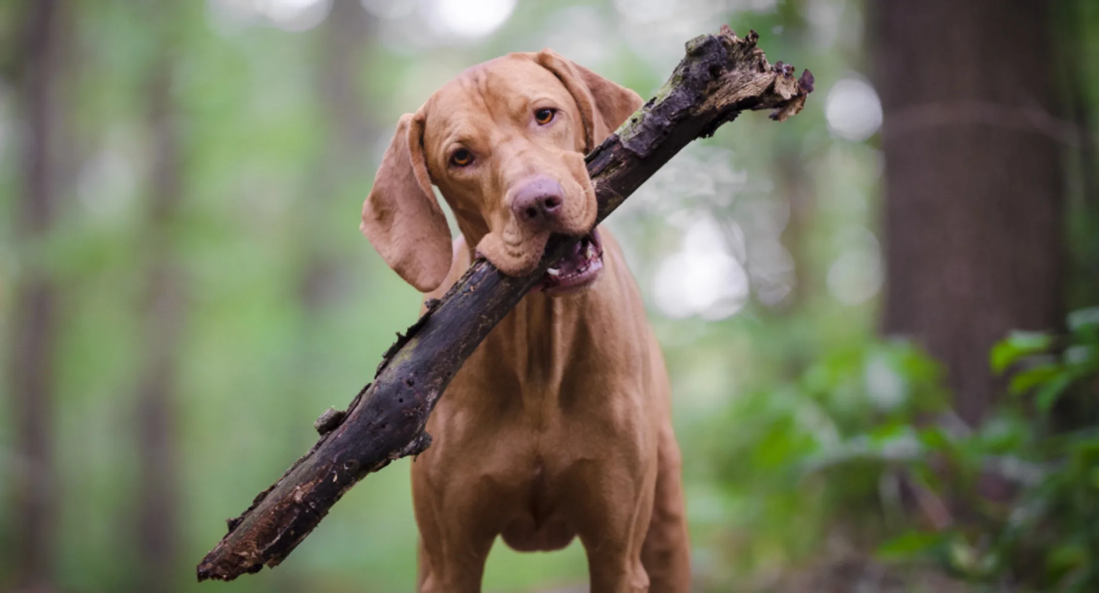 Dog with Stick in Forest