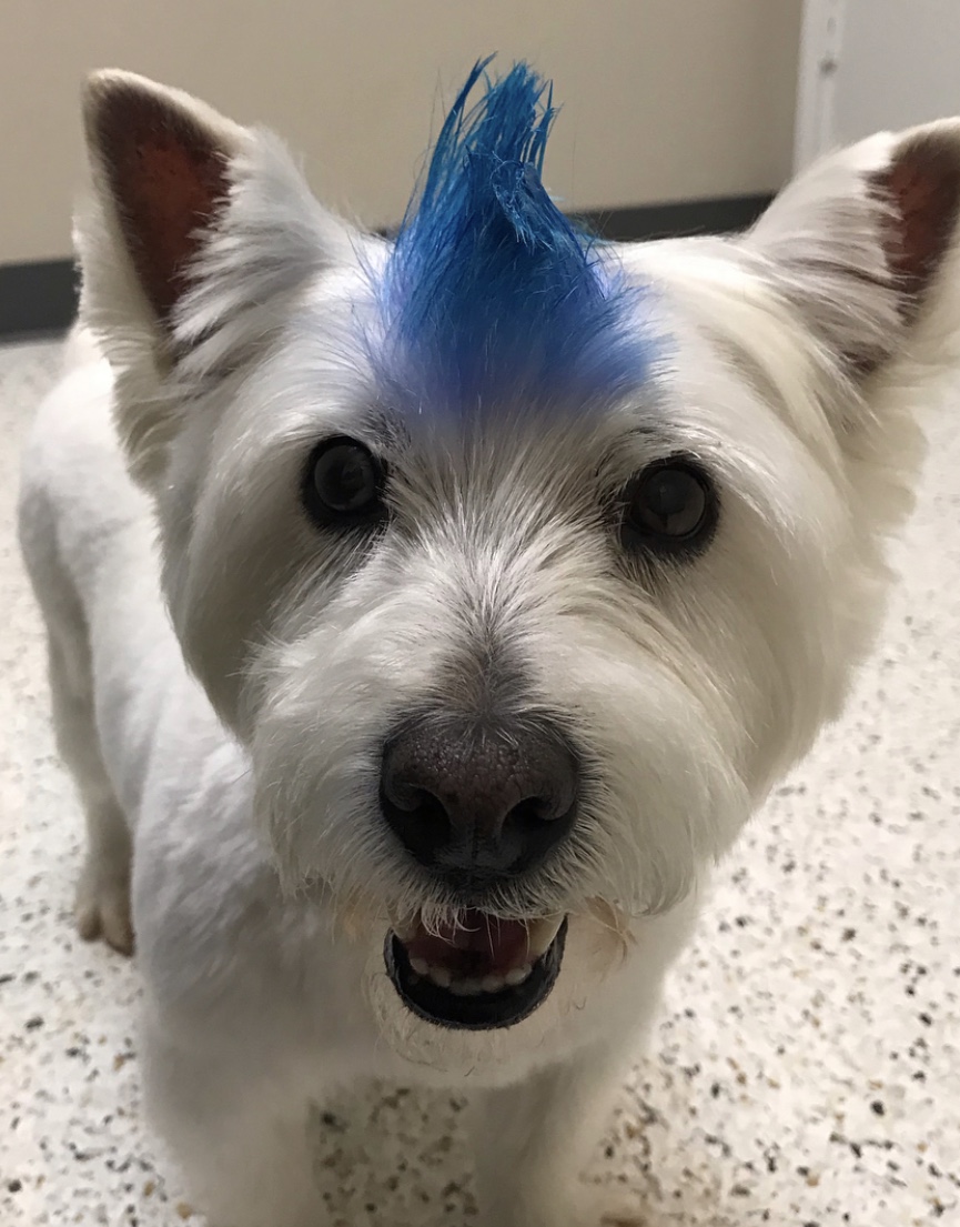 Small White dog with Blue mow-hawk at Hill Country Animal Hospital