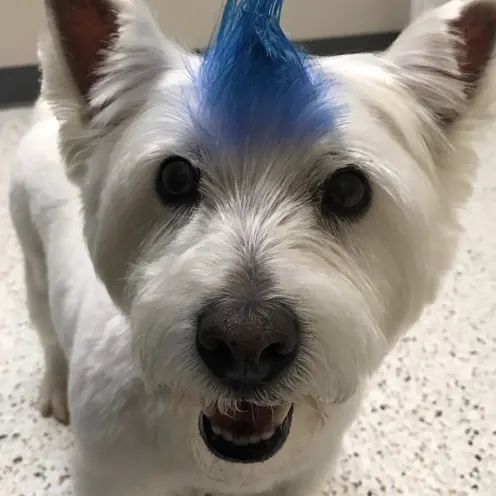 Small White dog with Blue mow-hawk at Hill Country Animal Hospital
