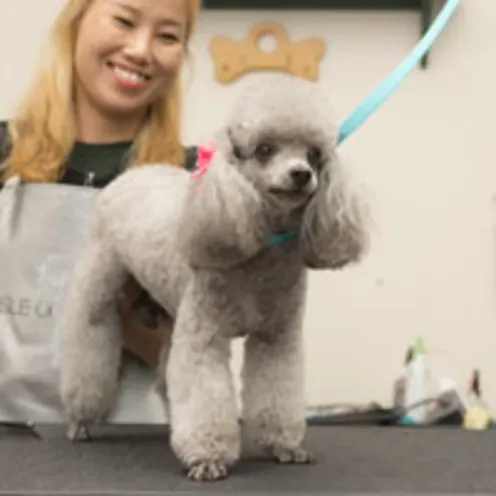 Gray poodle with fresh groom