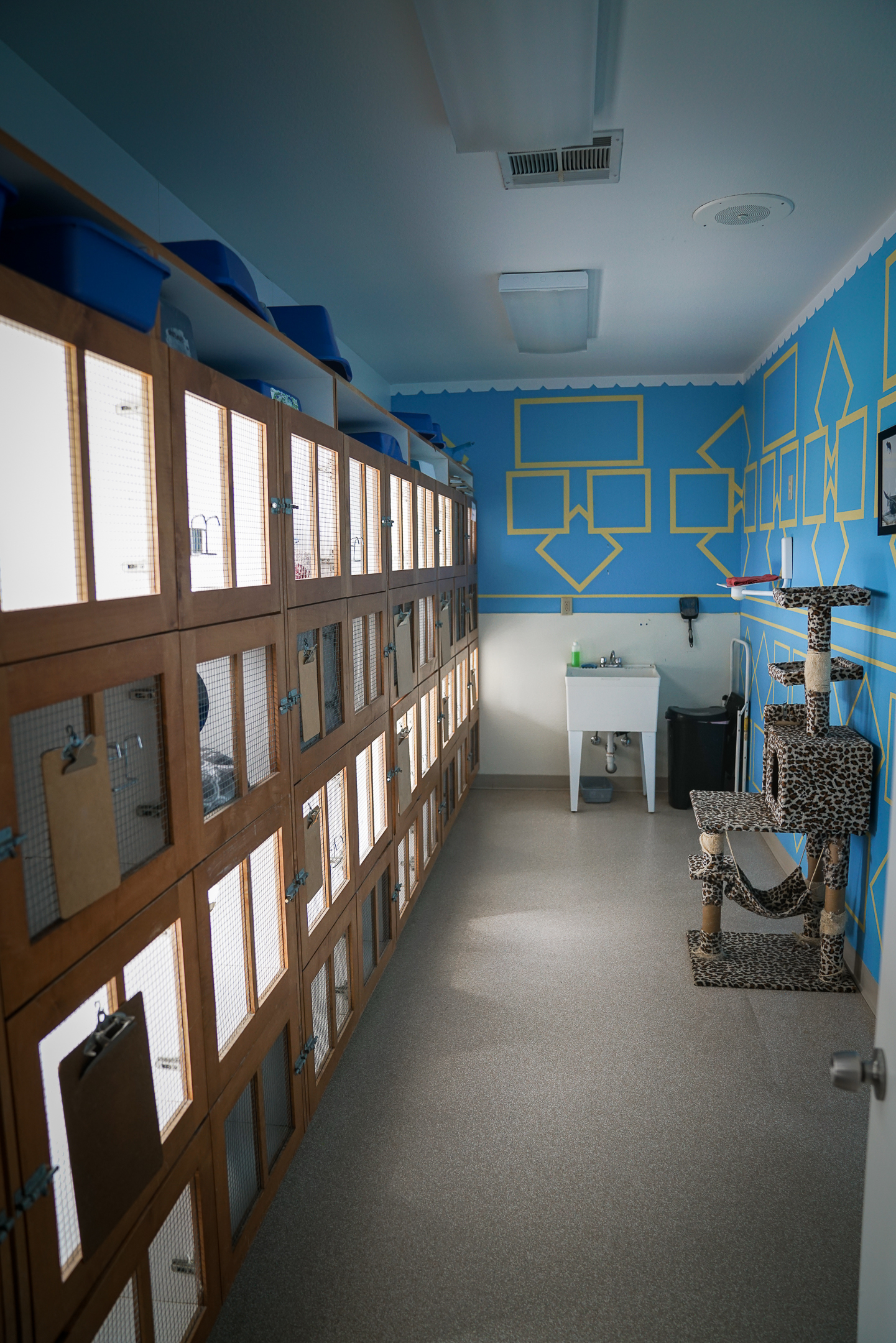 the cat room at Great Oaks Animal Hospital