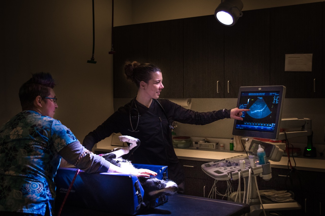 Southern Oregon Veterinary Specialty Center staff looking at a ultrasound.