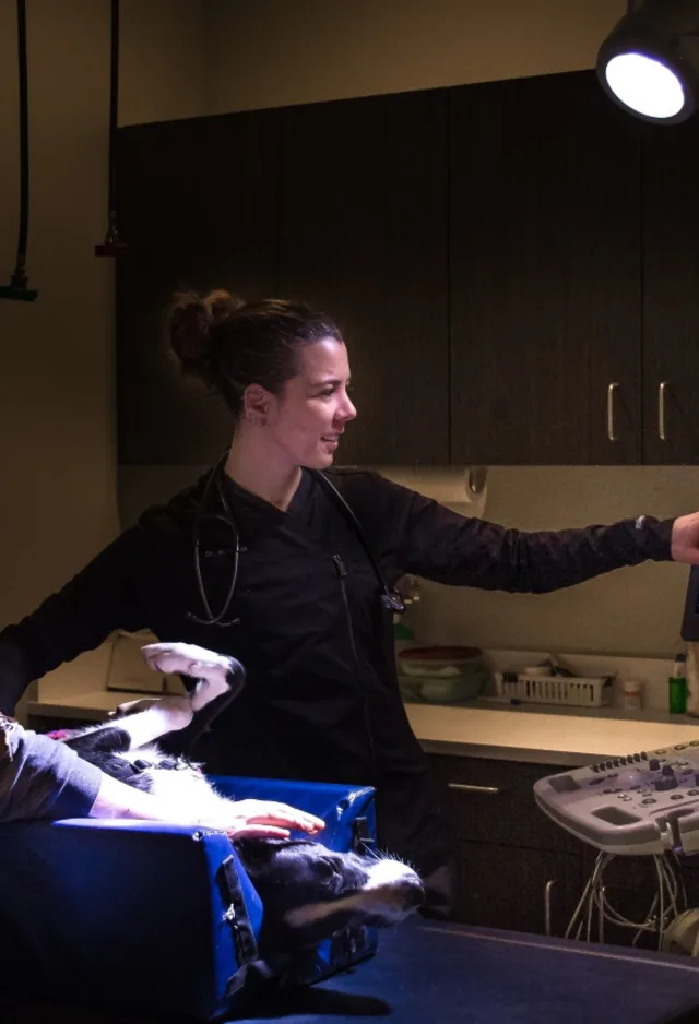 Southern Oregon Veterinary Specialty Center staff looking at a ultrasound. Southern Oregon Veterinary Specialty Center staff looking at a ultrasound.