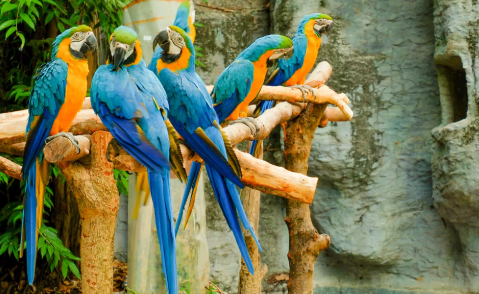 Five Colorful Birds Perched on Branches