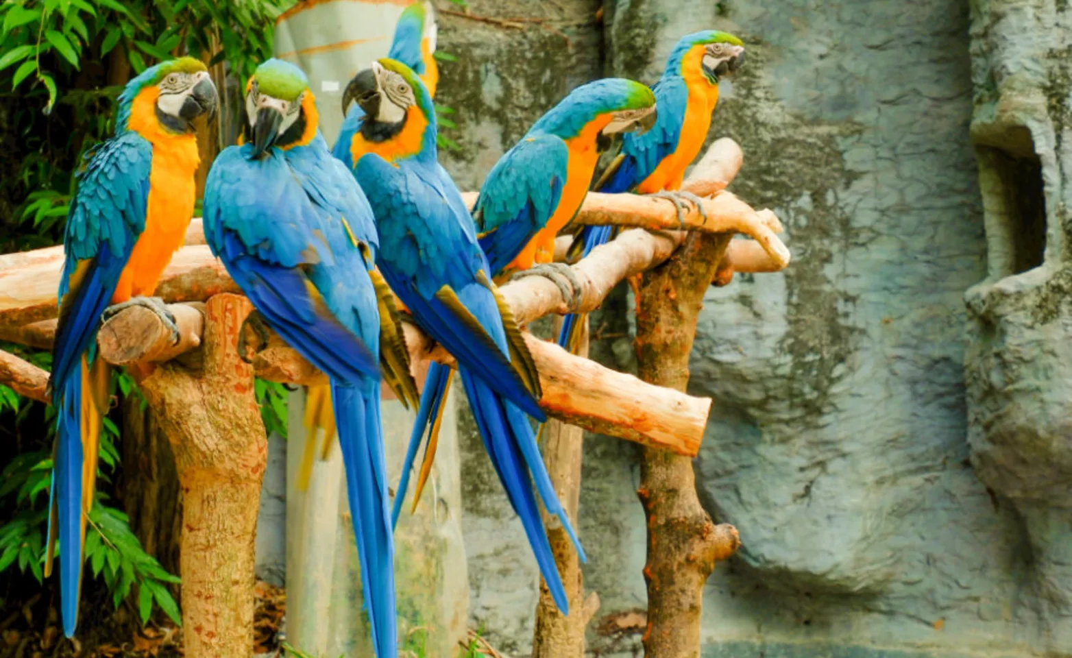 Five Colorful Birds Perched on Branches Five Colorful Birds Perched on Branches