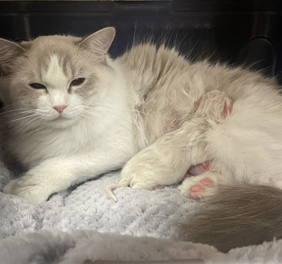 Momma Cat at Animal Medical & Surgical Hospital of Frisco