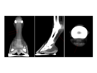 Distal Front Limb CT