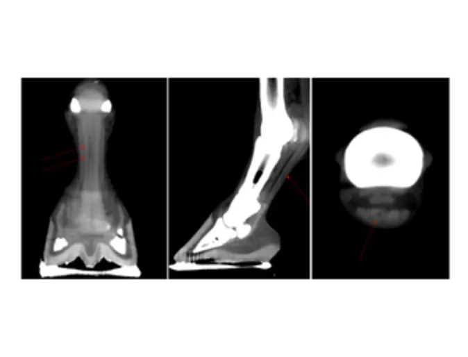 Distal Front Limb CT Distal Front Limb CT